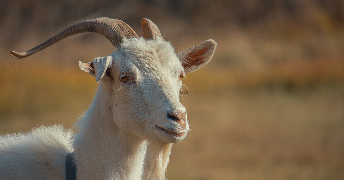 Alimentos: Leche de cabra, sus propiedades, beneficios y valor